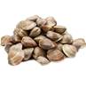 >> Fresh Clams - Palourde