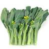 >> LOOSE RATE Choi Sum