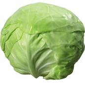 >> CASE RATE Cabbage: White (25)