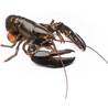 >> Fresh Live Lobster Native (Canadian)