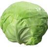 >> CASE RATE Cabbage: White (25)