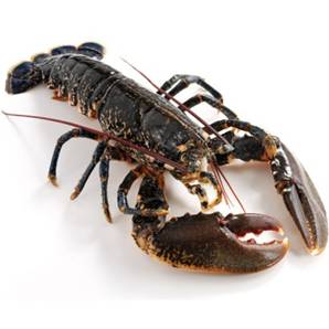 >> Fresh Live Lobster (Scottish)