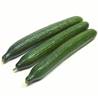 >> Cucumber Case