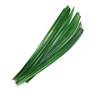 >> Pandan Leaf