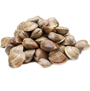 >> Fresh Clams - Palourde