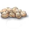 >> Fresh Cockles