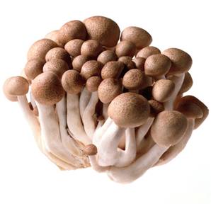 >> LOOSE RATE Brown Shimeji Mushroom