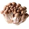 >> LOOSE RATE Brown Shimeji Mushroom