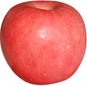 >> FUJI Apples LARGE 8PCS