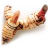 >> CASE RATE Galangal