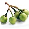 >> LOOSE RATE Pea Aubergine