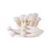 >> LOOSE RATE White Shimeji Mushroom