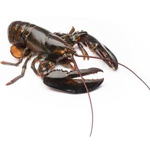 >> Fresh Live Lobster Native (Canadian)