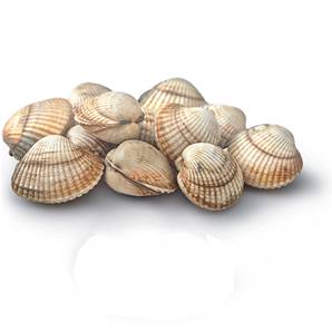>> Fresh Cockles