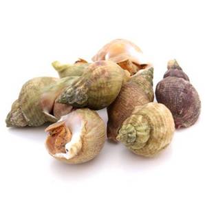 >> Fresh Whelks