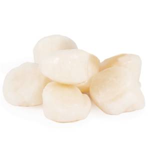 >> Fresh MSC Scallop Meat Roeless USA