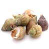 >> Fresh Whelks